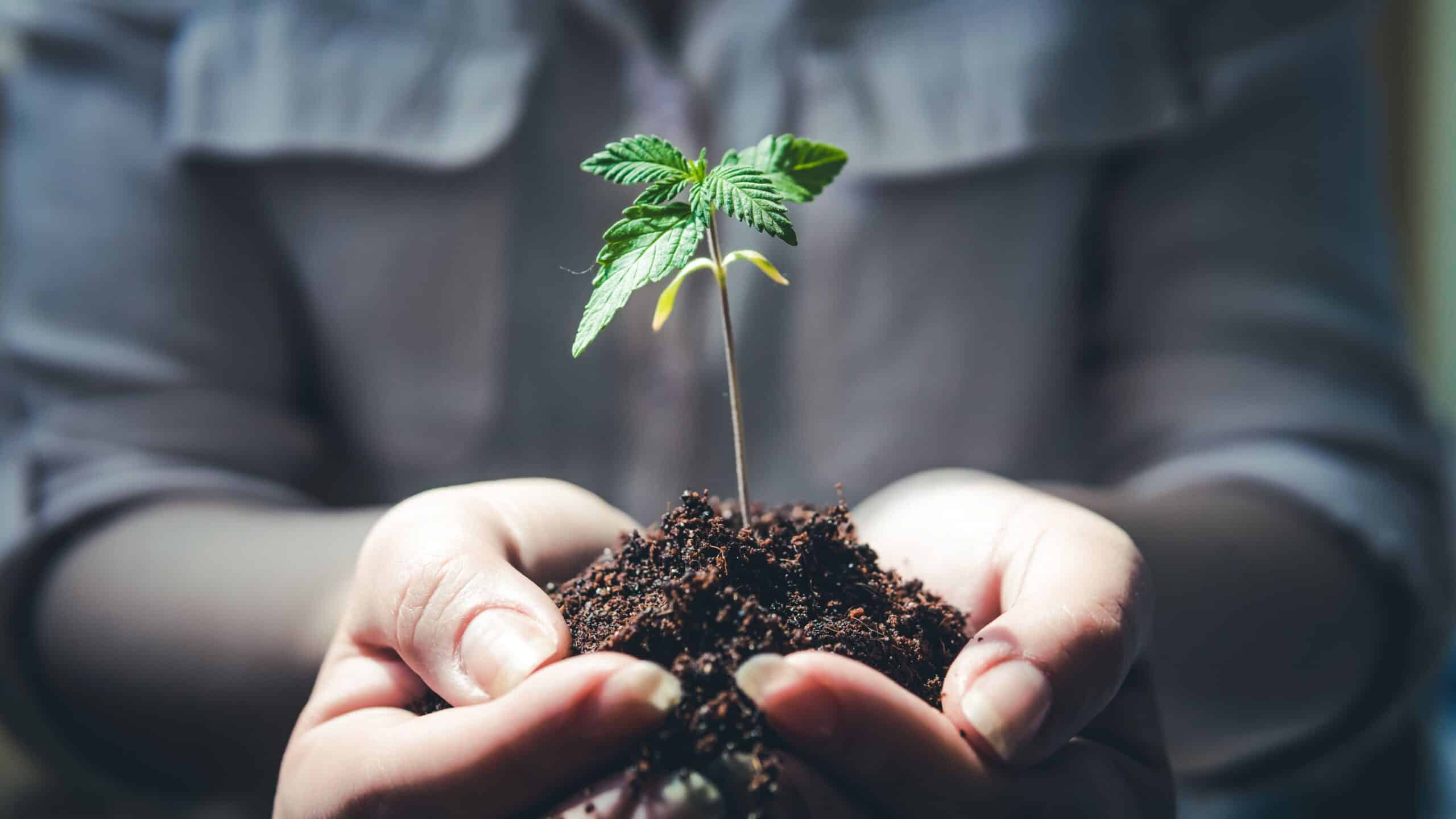 Hanfsamen Kaufen_Ganja Farmer
